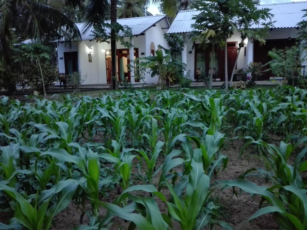 Hideaway Homestay Habarana Bagian luar foto
